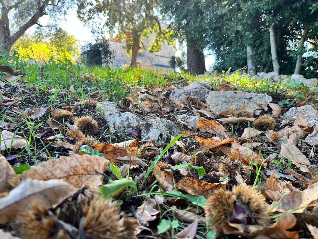 Il Trullo E Il Fortino Alberobello Eksteriør billede